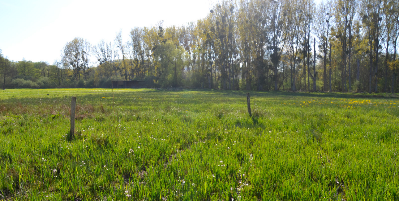 Zone humide à Lorry-lès-Metz (AGURAM, 2019)
