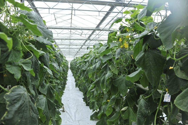 les grandes serres vue de l'intérieur, plantes et allée centrale