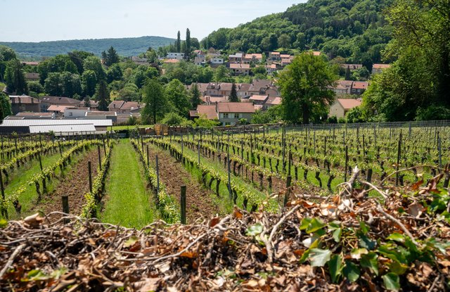 Vignes à Vaux