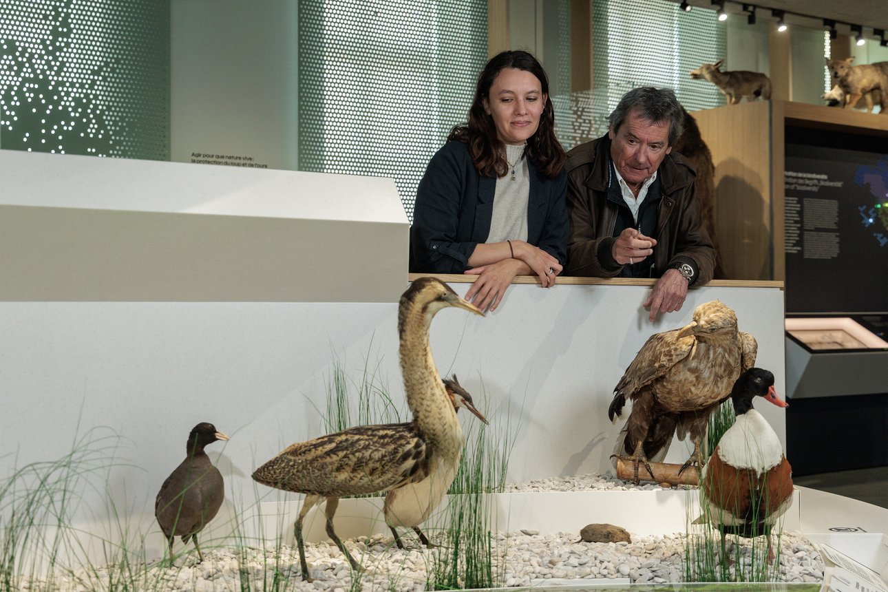 L'ornithologue Patrice Costa et la cheffe de projet du pavillon de la biodiversité observant les oiseaux naturalisé du pavillon de la biodiversité (musée de la cour d'or)