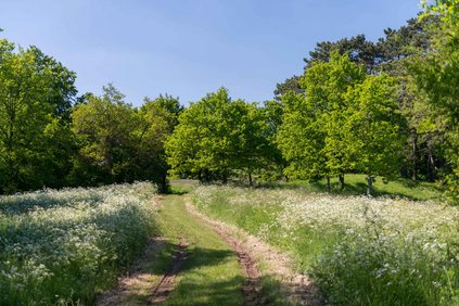 balade sur le mont saint germain
