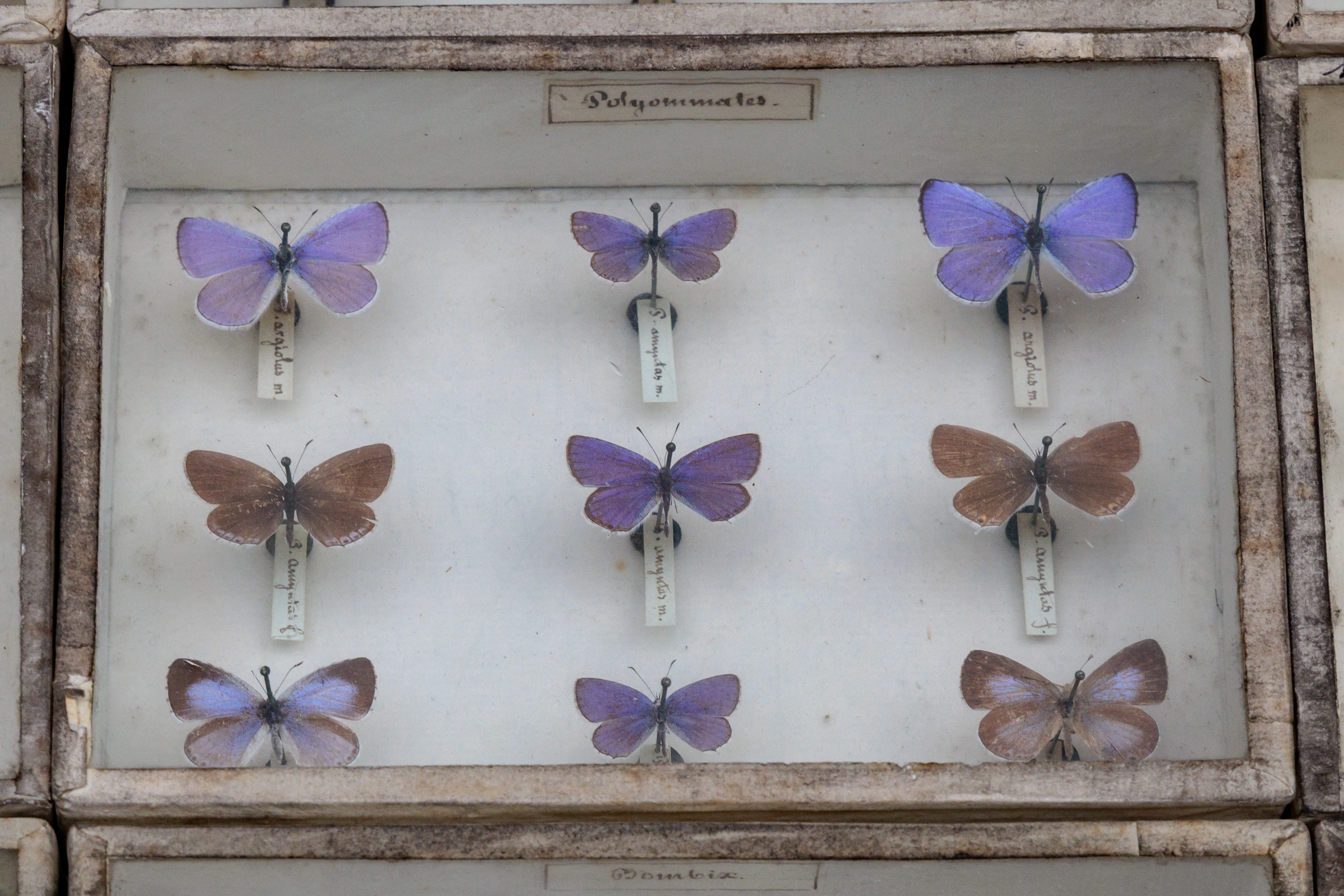 planche de papillons bleu